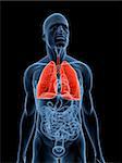 3d rendered illustration of a transparent male body with highlighted lung