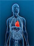 illustration de rendu 3D d'un corps masculin transparent avec coeur en surbrillance