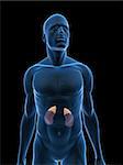 3D gerenderten Abbildung eines transparenten männlichen Körpers mit Nieren