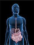 3D gerenderten Abbildung eines transparenten männlichen Körpers mit männlichen Verdauungssystem