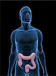 3d rendered illustration of a transparent male body with male colon