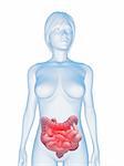 3d rendered illustration of a transparent female body with highlighted colon and small intestines
