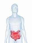 3d rendered illustration of a transparent male body with highlighted colon and small intestines