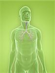 3D gerenderten Abbildung eines transparenten männlichen Körpers mit Bronchien