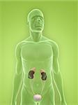 illustration de rendu 3D d'un corps masculin transparente avec le système urinaire