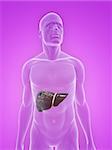 3d rendered illustration of a transparent male body with liver cancer