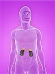 3d rendered illustration of a transparent male body with kidneys and adrenal glands