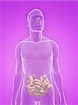 3d rendered illustration of a transparent male body with small intestines