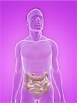 3d rendered illustration of a transparent male body with male colon and small intestines