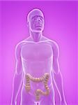 3d rendered illustration of a transparent male body with male colon