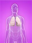 illustration de rendu 3D d'un corps masculin transparent avec poumon