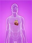 3d rendered illustration of a transparent male body with heart