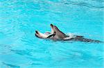 Agrandi de deux dauphins souriants nice nager dans l'eau bleue