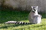 Madagaskar Lemuren unter magisches Licht immer warm mit Sonne