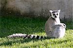 Madagascar Lemur under magical light, getting warm with sun