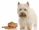 west highland white terrier licking lips standing beside food dish
