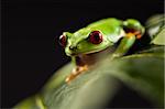 Frog - small animal with smooth skin and long legs that are used for jumping. Frogs live in or near water. / The Agalychnis callidryas, commonly know as the Red-eyed tree Frog is a small (50-75 mm / 2-3 inches) tree frog native to rainforests of Central America.