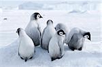 Manchots empereurs sur la glace de mer dans la mer de Weddell, Antarctique