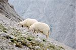 Flock of sheep in the alpin mountains