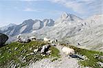 Alpine landscape with grazing sheep