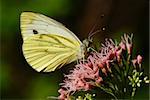 papillon jaune assis sur fleur mauve