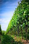 Rangées de vignes en Allemagne