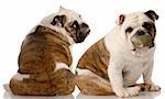 dog fight - two english bulldogs having an argument on white background