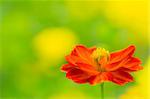 Single orange daisy in field.