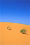 lonely tufts of grass on sand dune