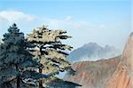 Pine trees with sea of clouds as background in World Heritage Site - Yellow Mountain (Huangshan), China