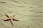 Photo d'une petite étoile de mer sur une plage de sable