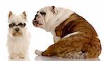 funny dog fight - english bulldog and west highland white terrier