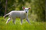 A lamb in a green pasture looking at the camera