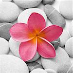 Nice calm image of beach pebbles with a single pink frangipani flower