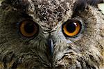 Great orange eyes of eagle owl - the biggest owls in the world - horizontal image