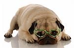 adorable pug wearing heart shaped glasses on white background