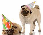 two pug dogs wearing cute birthday hats on white background