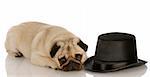 pug dog laying down beside formal black top hat