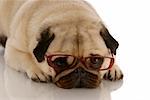 adorable pug dog with sad expression wearing brown glasses