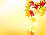 Autumn leaf background