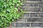 close-up of green ivy climbing up an old brick wall in england