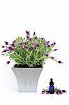 Lavender herb plant in flower in a distressed pewter pot, with an aromatherapy essential oil glass dropper bottle and flowering leaf sprig, over white background.