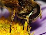 A bee collecting honey.