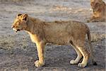 Young lion cubs resting in the early morning light after a night of hunting in the African bush