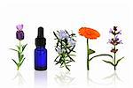 Lavender, rosemary, marigold and sage herbs in flower with an aromatherapy essential oil blue glass dropper bottle in a line, over white background with reflection.