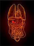 3d rendered illustration of human organs with highlighted gallbladder