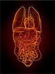 3d rendered illustration of human organs