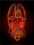 3d rendered illustration of human organs with highlighted kidneys