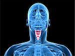 3d rendered x-ray illustration of a human head with highlighted larynx