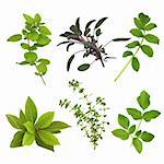 Herb leaf selection of oregano, sage, valerian, bay, thyme and valerian over white background.